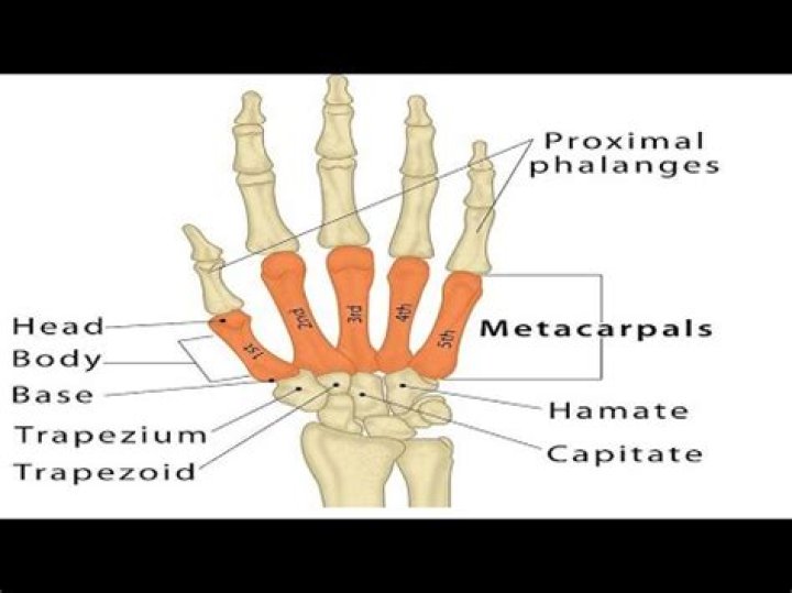 What does a carpometacarpus do?