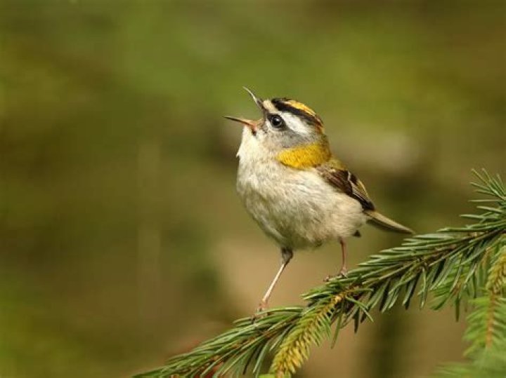 What does a firecrest look like?