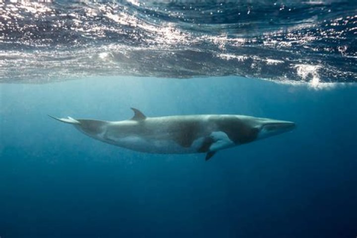What does a minke whale look like?