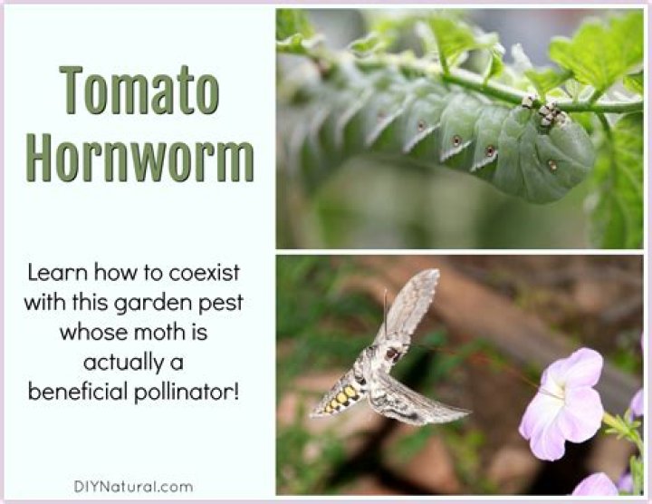 What does a tomato hornworm turn into?