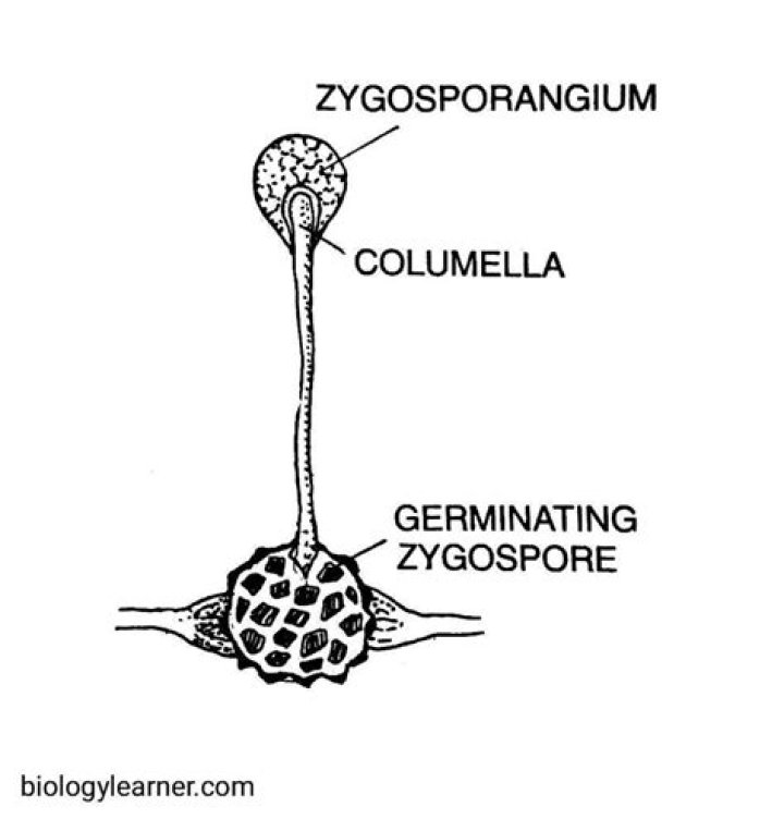 What does a zygnema do?