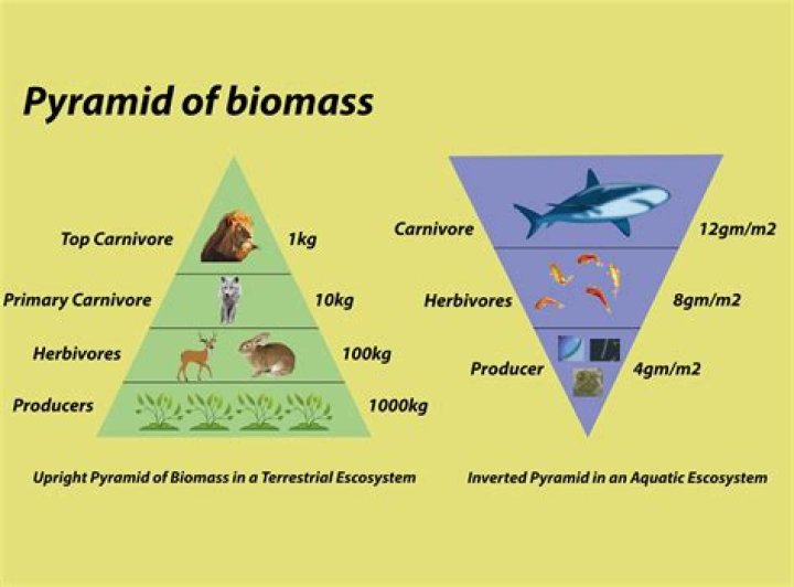 What does aboveground biomass mean?