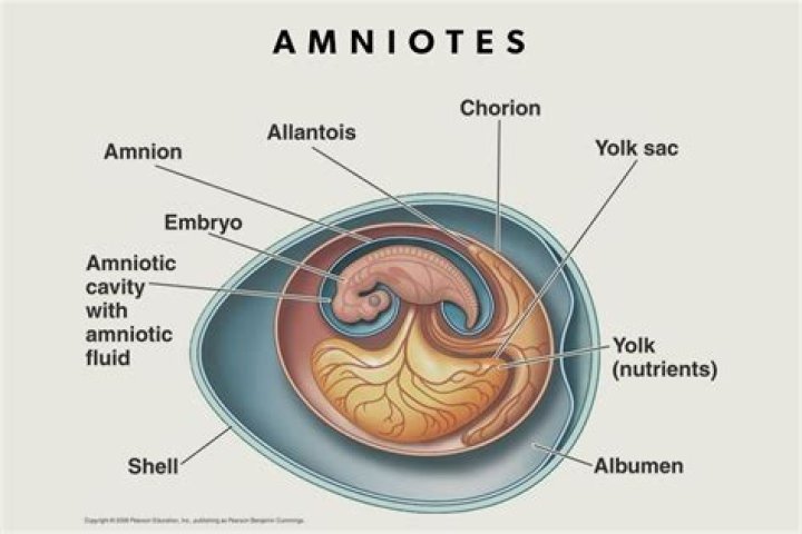What does amniotes consist of?