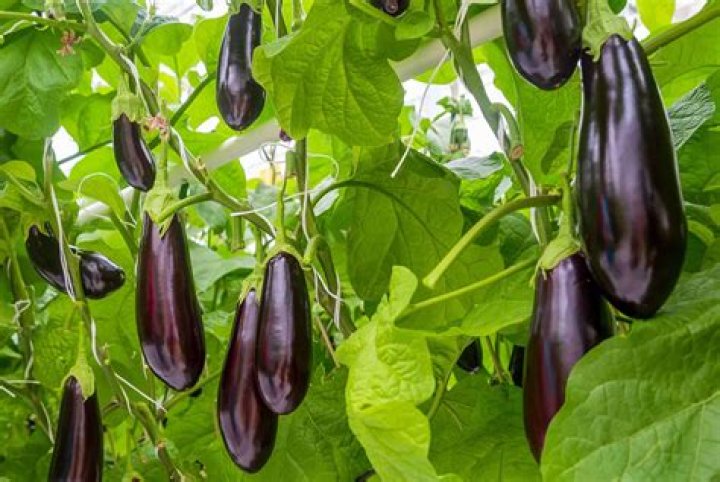 What does aubergine mean?