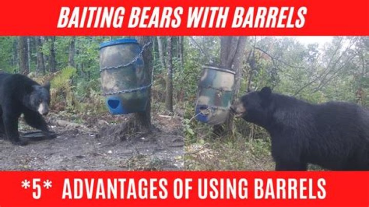 What does bear baiting?