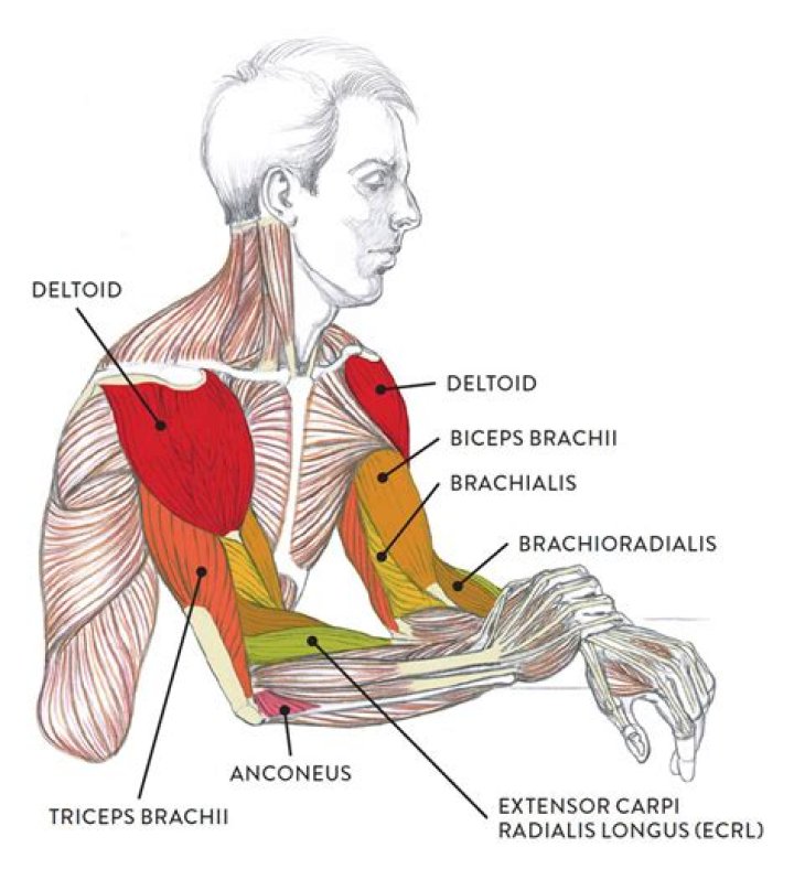 What does biangular mean?
