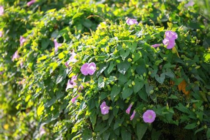 What does bindweed look like?