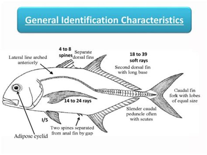 What does carangid fish mean?
