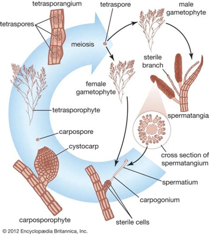 What does carposporophyte meaning in biology?