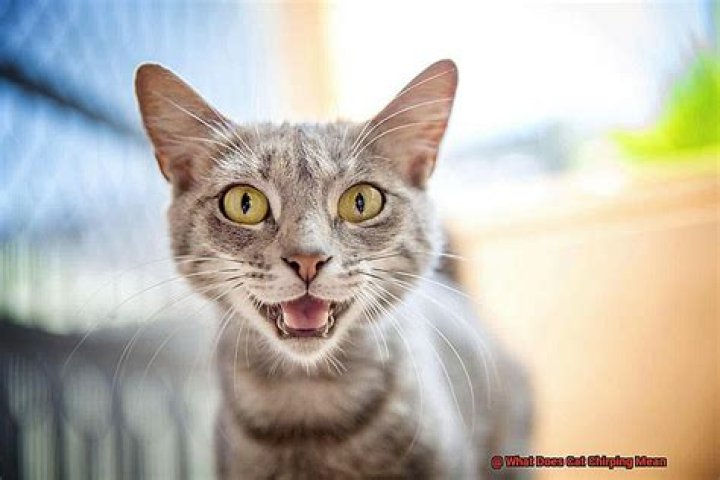What does cat chirping mean?