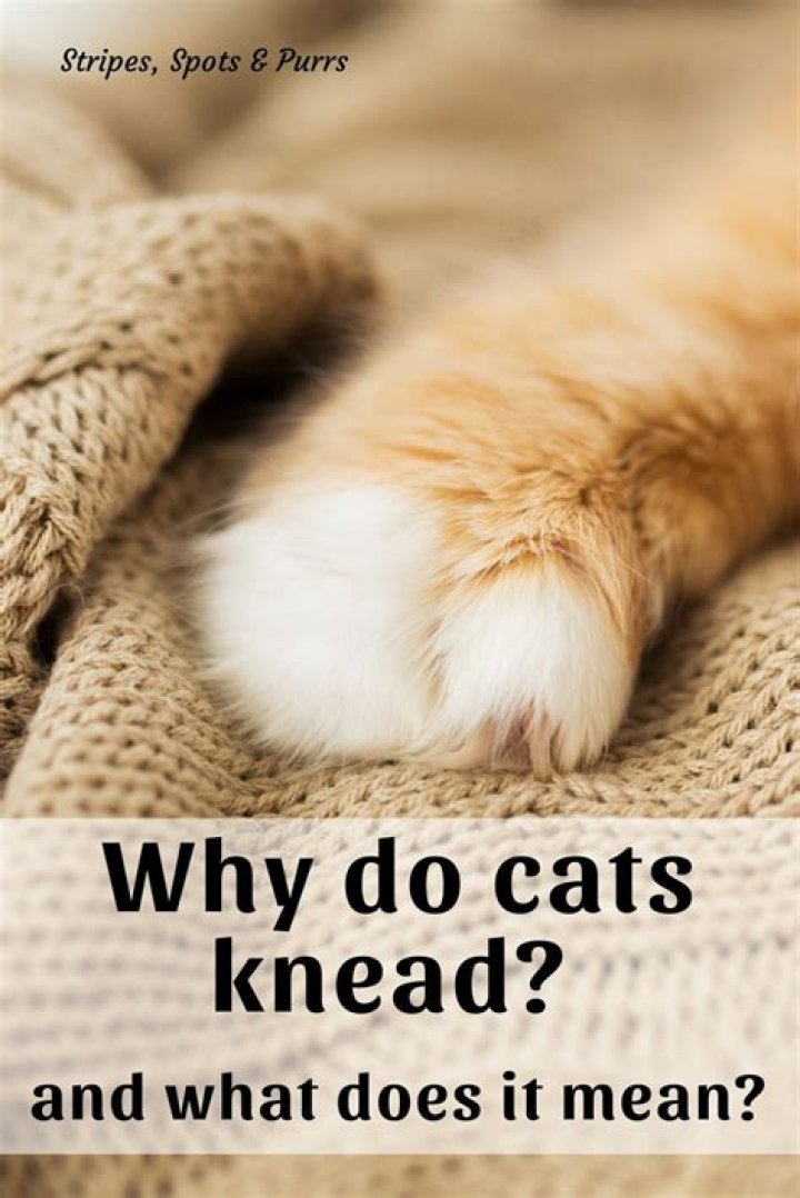 What does cat kneading mean?