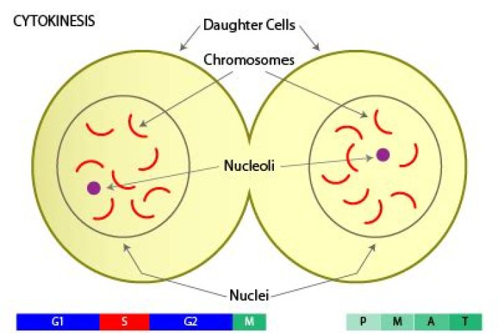 What does cytokinesis mean?