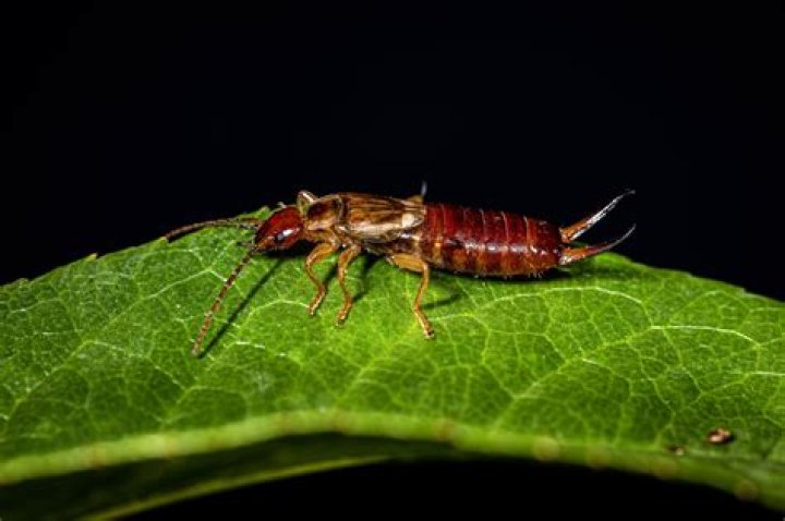 What does dermaptera mean?