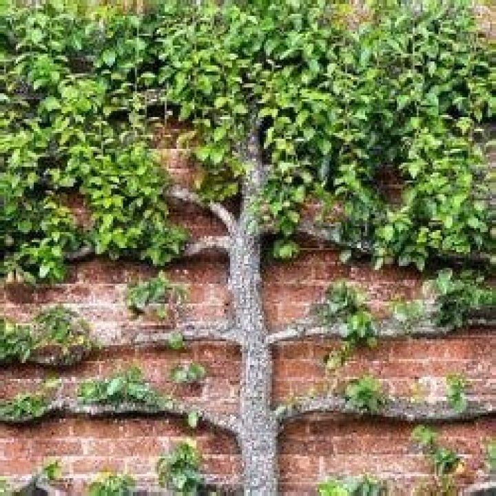 What does espalier mean?
