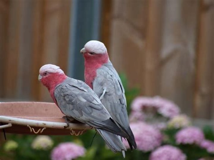 What does galah mean?