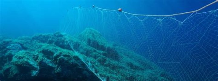 What does gillnetting mean?