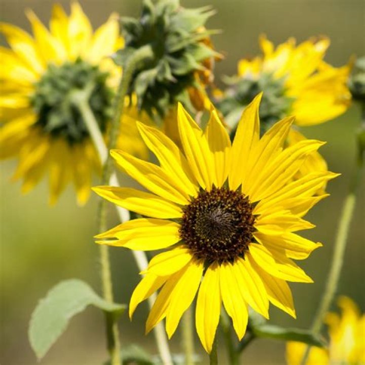 What does helianthus look like?