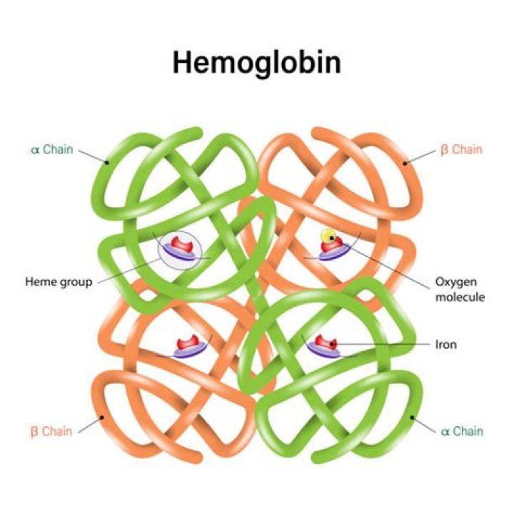 What does hemoprotein mean?