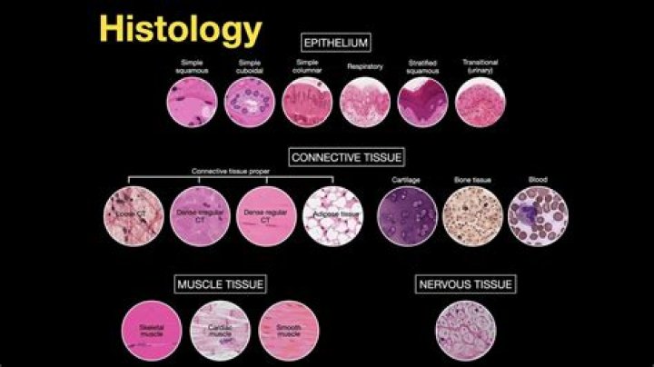 What does histolysis meaning?