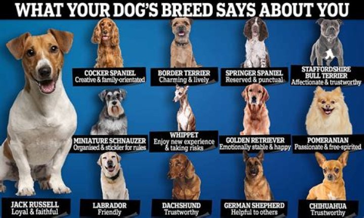What does ill-bred person mean?