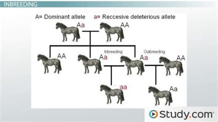 What does inbred family mean?