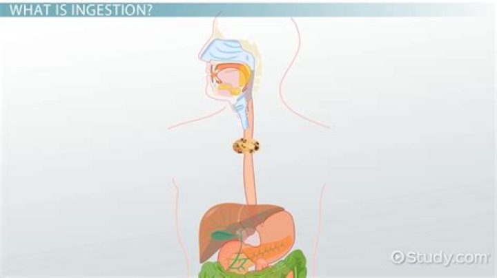What does ingested mean?
