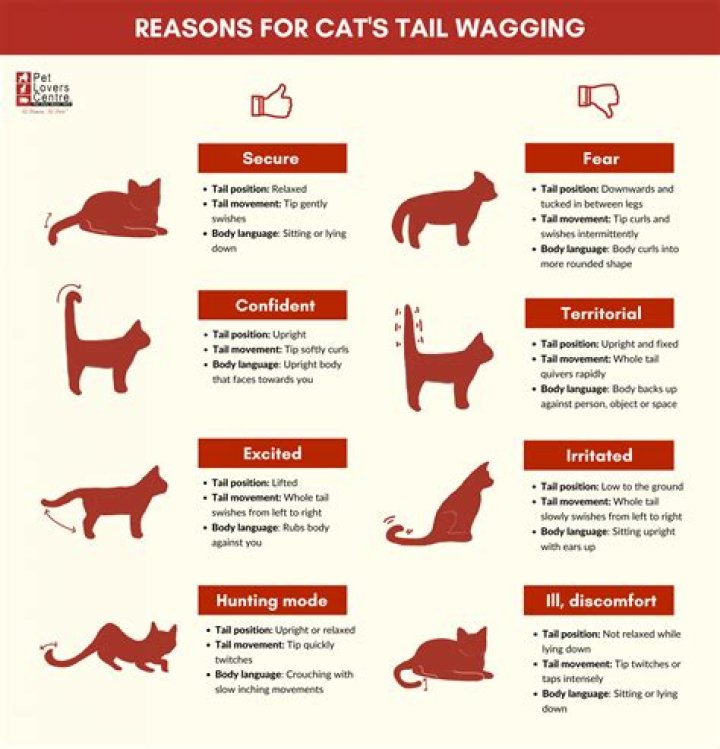 What does it mean when cat wags tail?