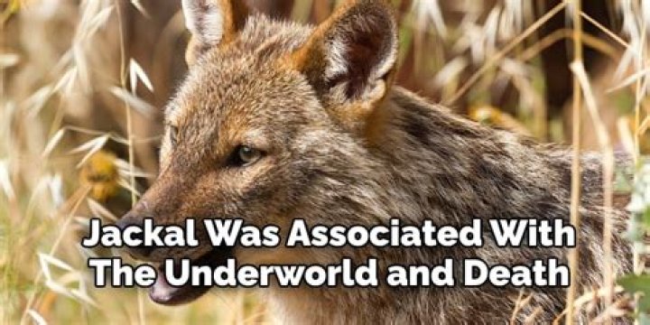 What does jackal mean?