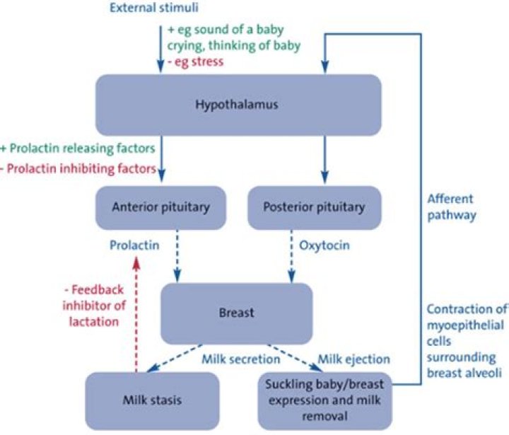 What does lactating mean?