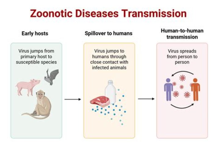What does metazoonosis mean?