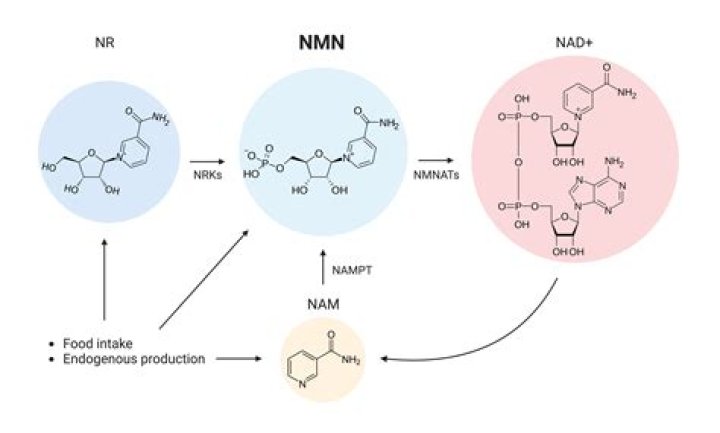 What does mononucleotide mean?