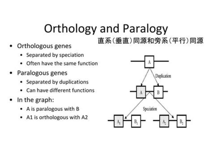 What does paralogy meaning in english?