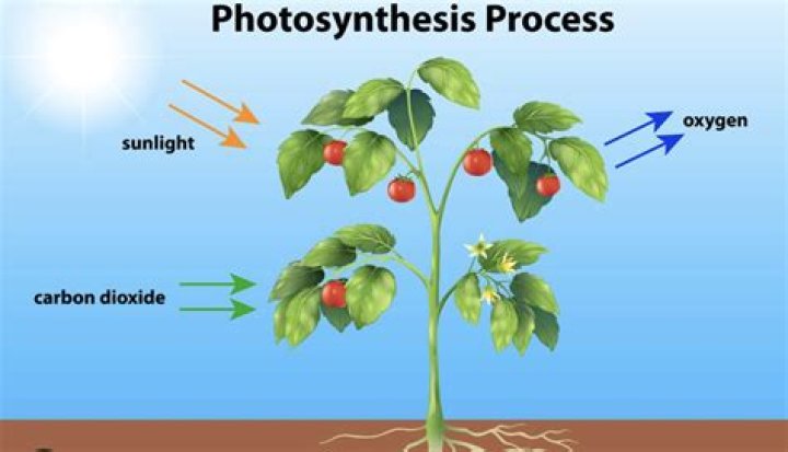 What does photo finish mean?