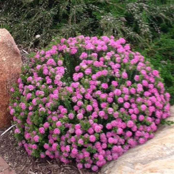 What does pimelea look like?