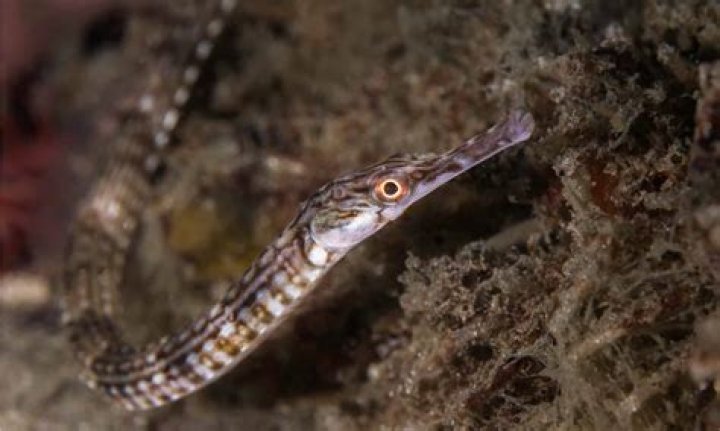 What does pipefish mean?