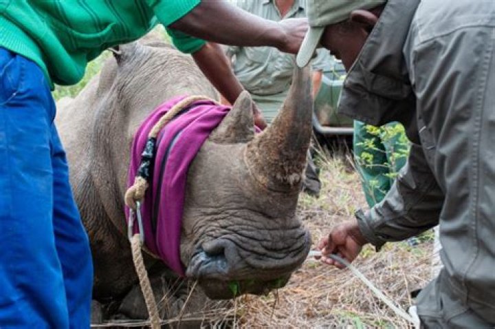 What does poaching mean?