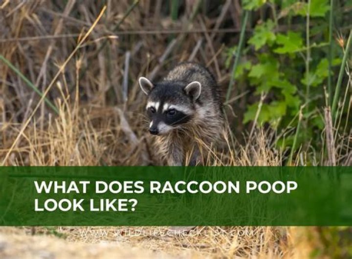 What does raccoon mean in slang?