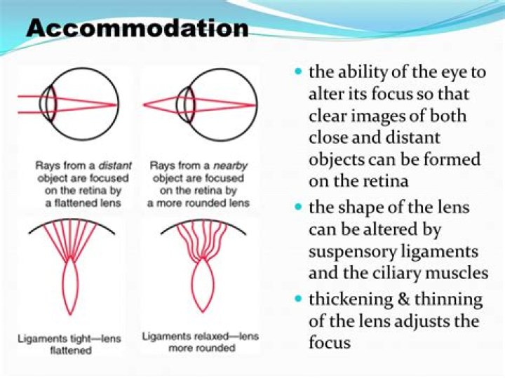 What does reactive to light and accommodation mean?