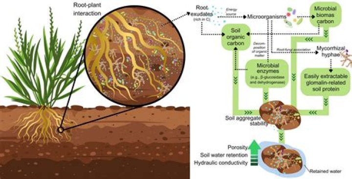 What does rhizo- mean?