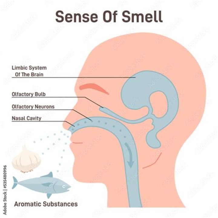 What does skatole smell like?