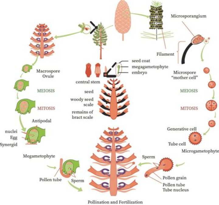 What does strobili mean in biology?