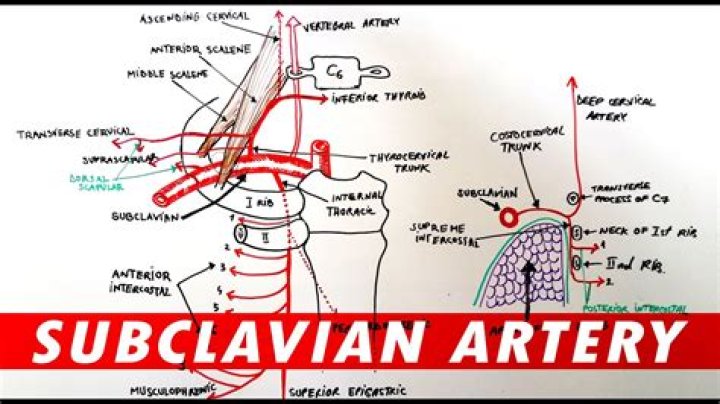 What does subclavian artery supply?
