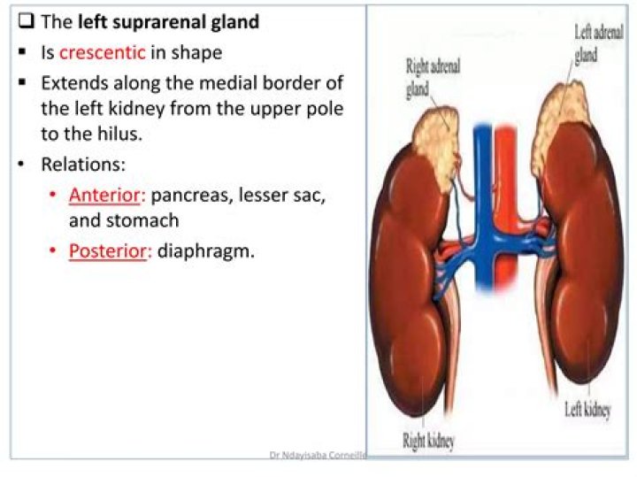 What does suprarenal mean in anatomy?