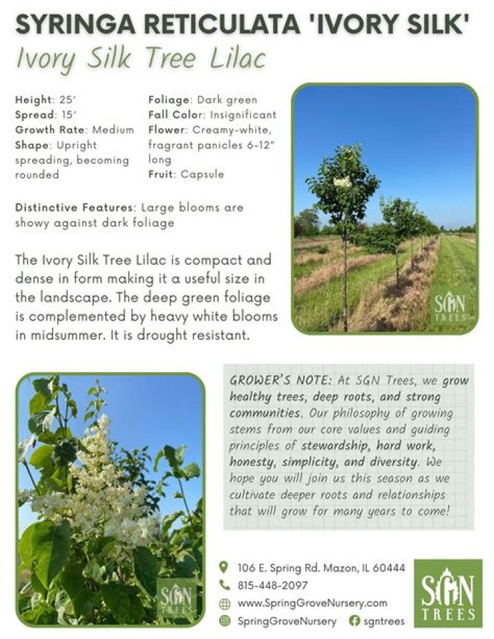 What does syringa look like?