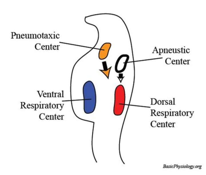What does the apneustic centre do?