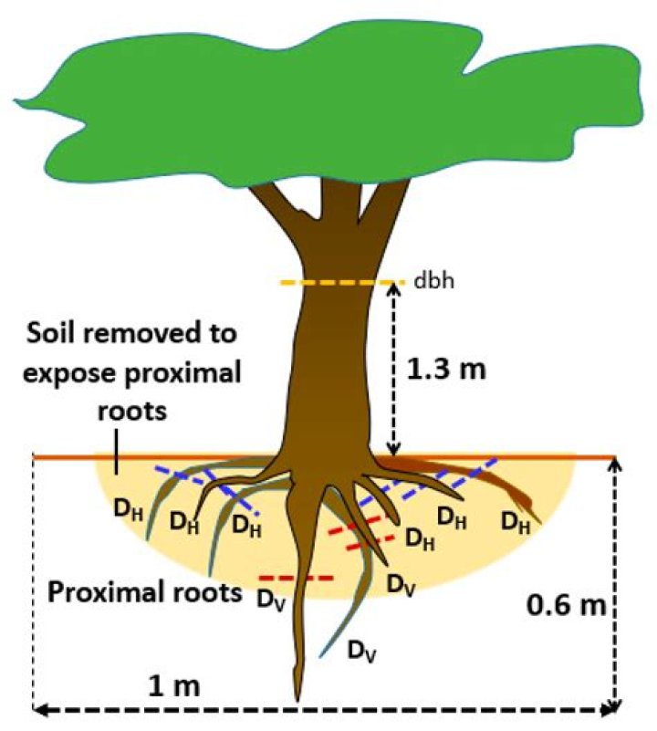 What does the root geronto mean?