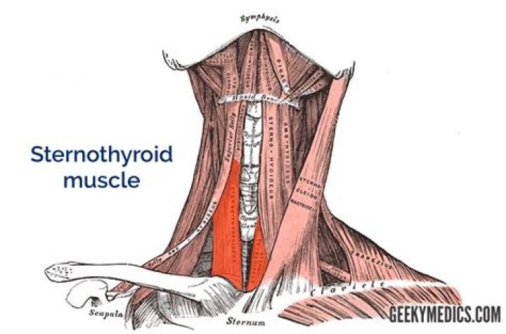 What does the sternohyoideus do?