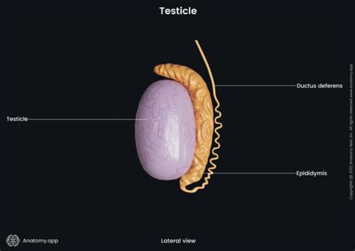 What does the testes do?