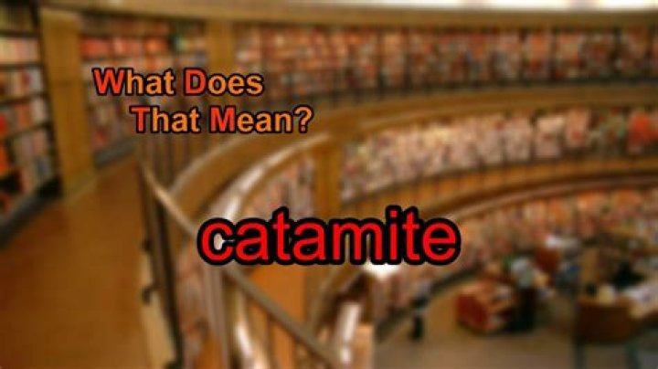 What does the word catamite mean in english?