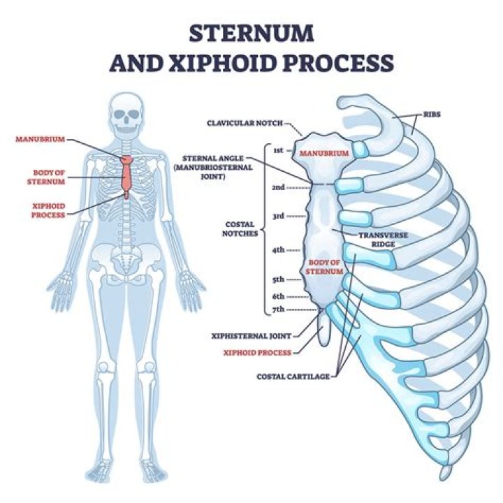 What does the word xiphisternum mean?